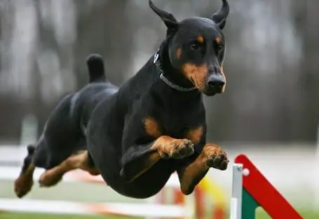 The Ultimate Guide to Dobermans: History, Care, and Training