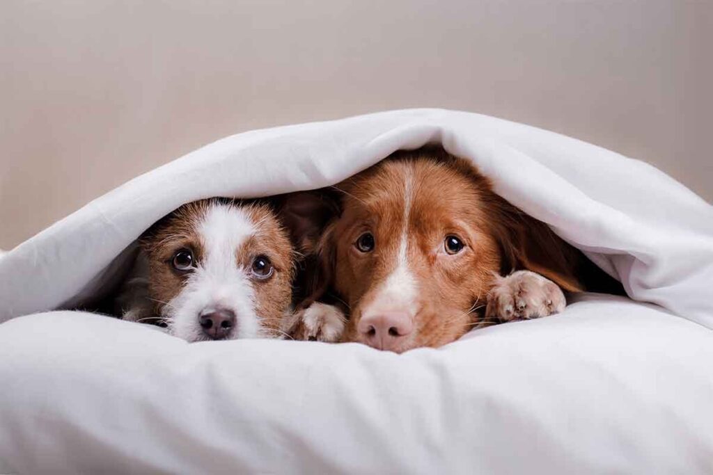 Köpeklerin Burnu Hakkında Bilmeniz Gereken Her Şey: