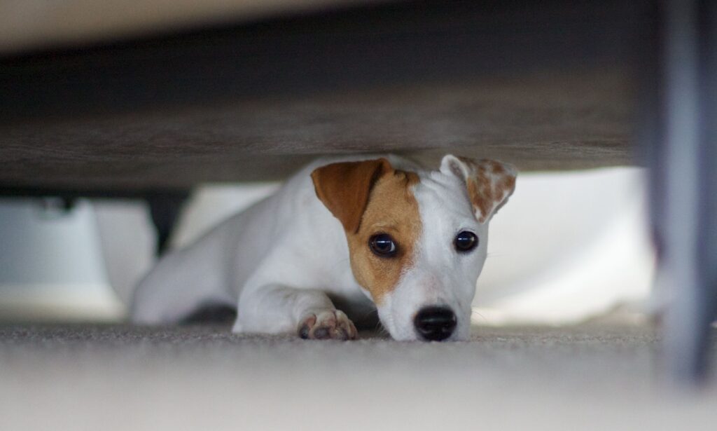 Köpeklerin Burnu Hakkında Bilmeniz Gereken Her Şey: