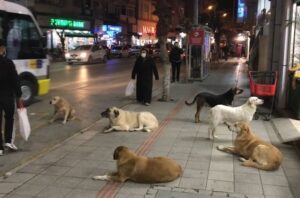 Sokak Hayvanlarına Karşı İkiye Bölünmüş Bir Toplum