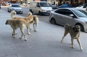  Sokak Köpekleri: Yaklaşım ve Güvenlik Önerileri