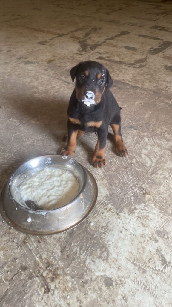 Anne Sütünden Kesilen Yavru Köpekler Nasıl Beslenmeli