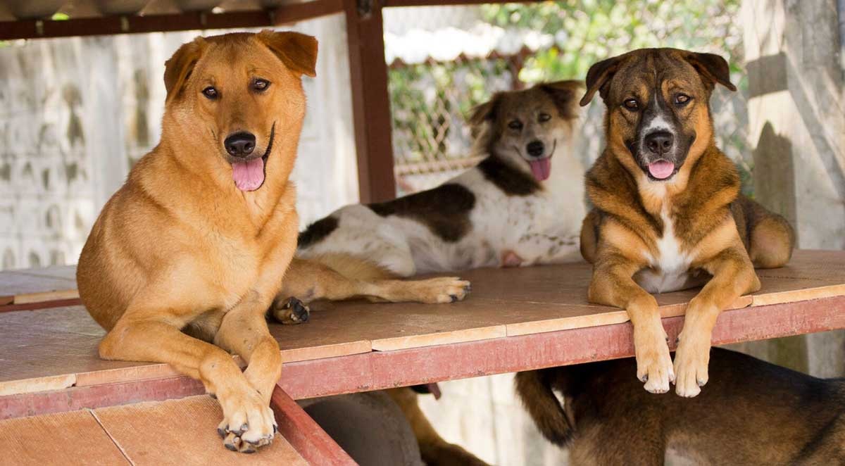 Köpek Cinsleri ile İlgili Sorular