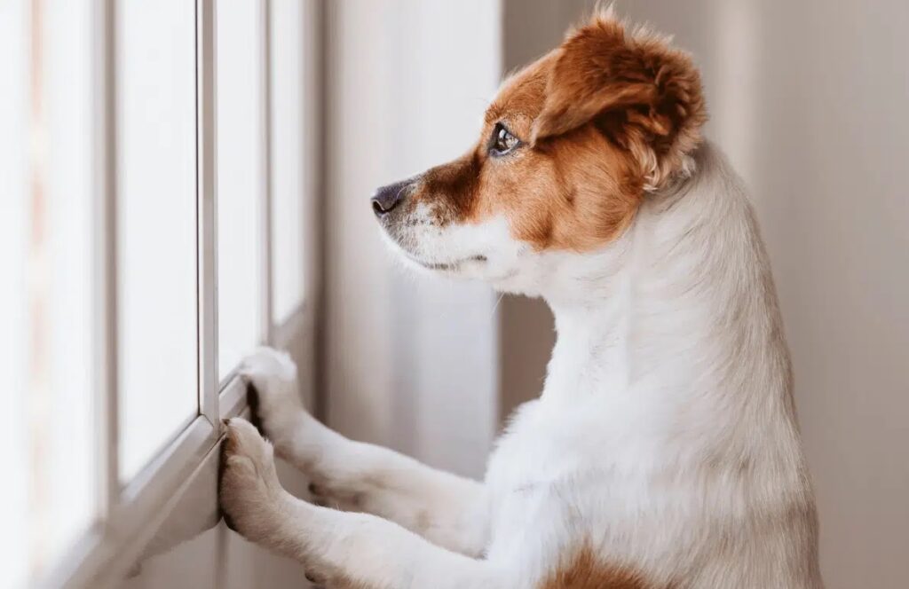 Köpeğim Evde Yalnız Kalmaktan Neden Korkuyor?