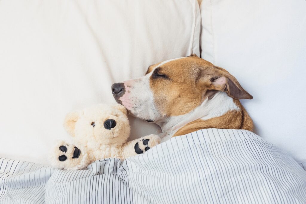 Köpeklerin Rahat Uyuması İçin İpuçları ve Çözümler