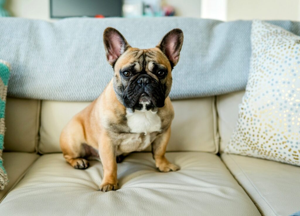 French Bulldog: The Adorable and Adaptable Companion