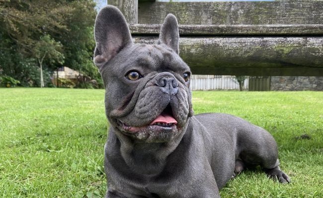 French Bulldog: The Adorable and Adaptable Companion