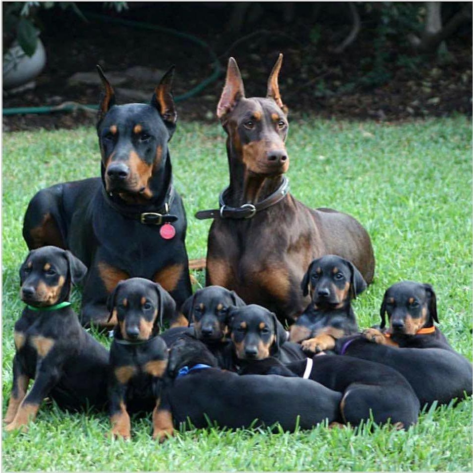 Doberman Resimleri