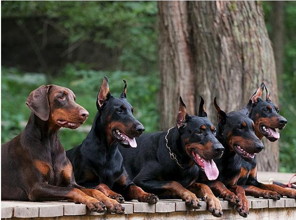 Dobermanlar Kaç Yaşında Yetişkin Olur?