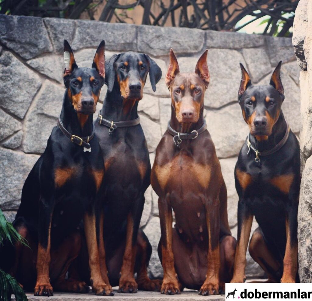 Doberman Resimleri