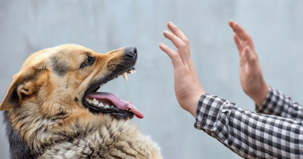 Köpekler Sahibine Neden Saldırır?
