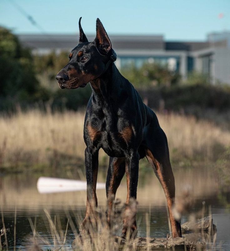 Doberman Resimleri