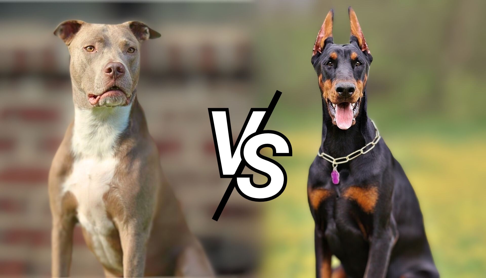 Doberman or Pitbull: Which Is Stronger