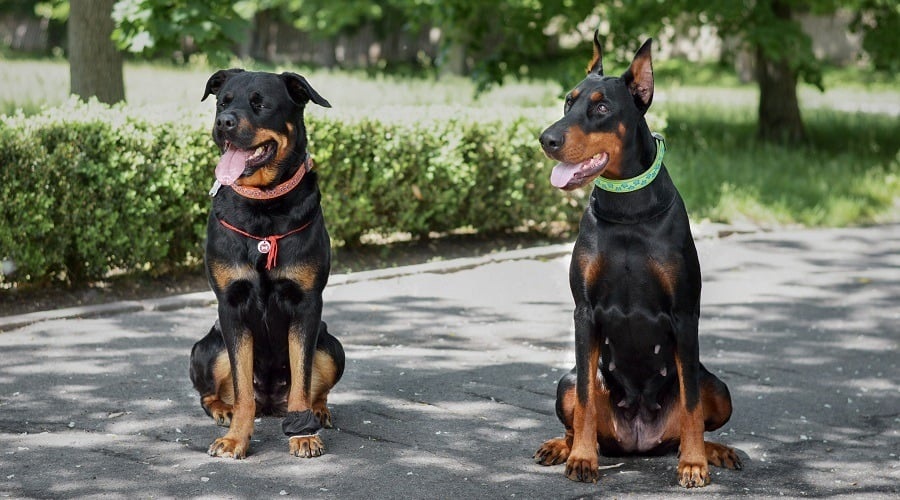 Doberman mı Rottweiler mı Güçlü?