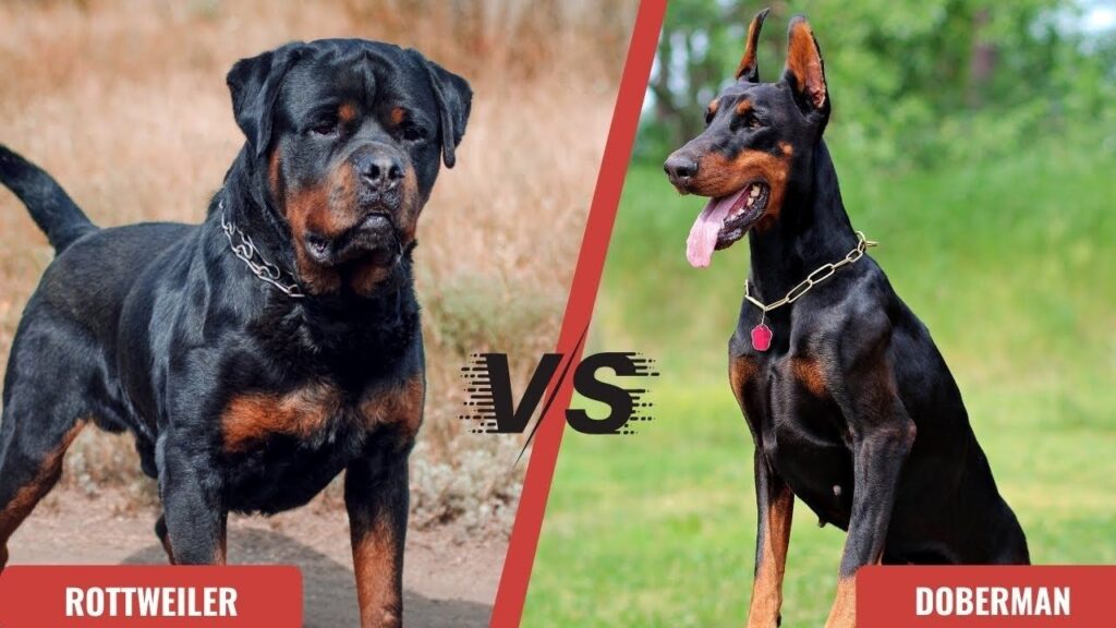 Doberman ve Rottweiler Güç Karşılaştırması