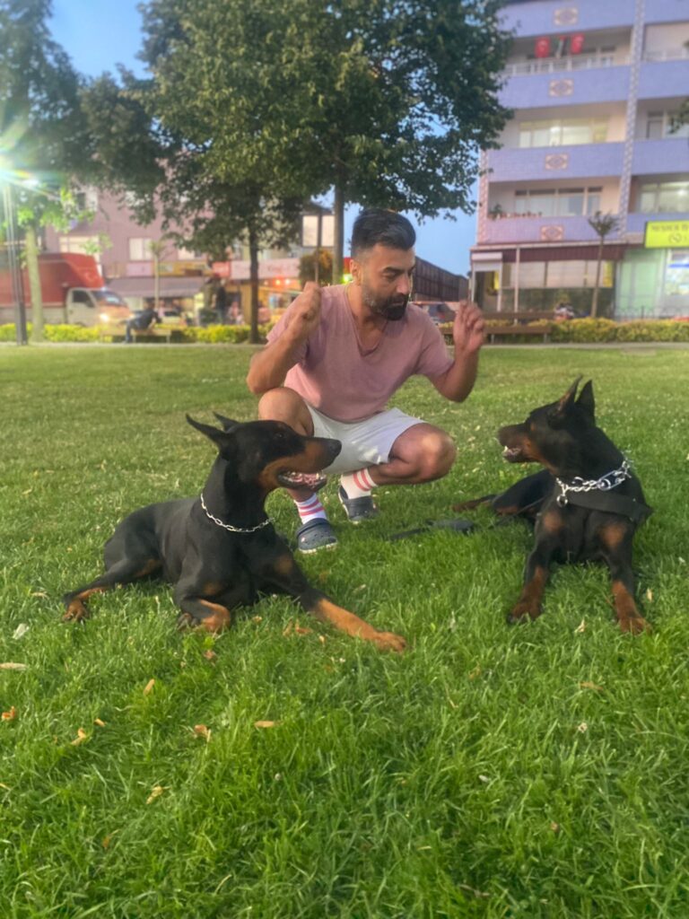 Bold ve Mermi İçin Dişi Doberman Adayları Aranıyor 
