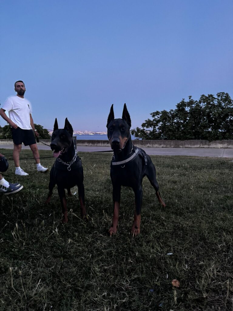 Bold ve Mermi İçin Dişi Doberman Adayları Aranıyor 