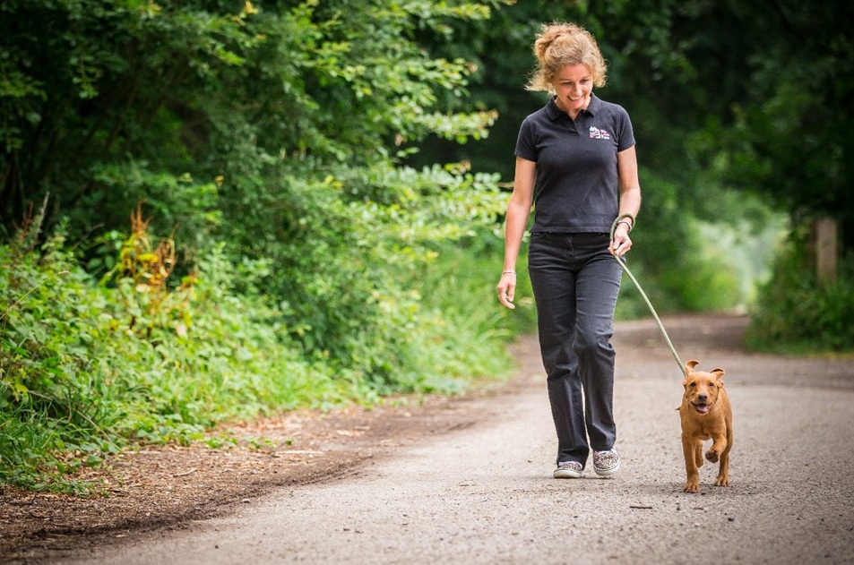 How Often Should You Walk Your Dog? Daily Exercise Guide for Dogs