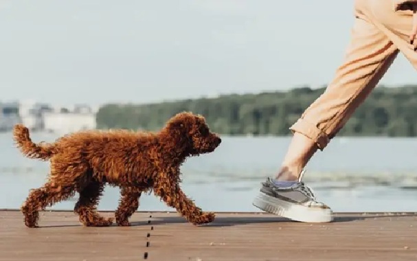 Why Do Dogs Follow Their Owners Everywhere? Understanding Dog Attachment