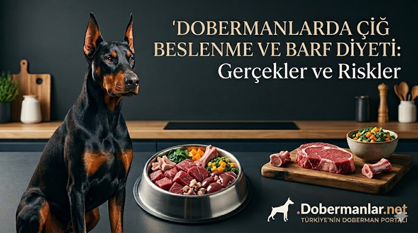 Dobermanlarda Çiğ Beslenme ve BARF Diyeti: Gerçekler ve Riskler