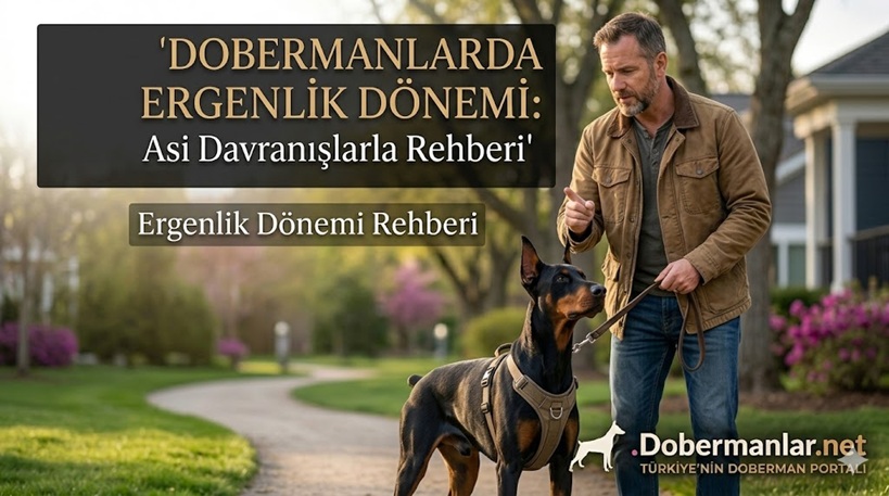 Dobermanlarda Ergenlik Dönemi
