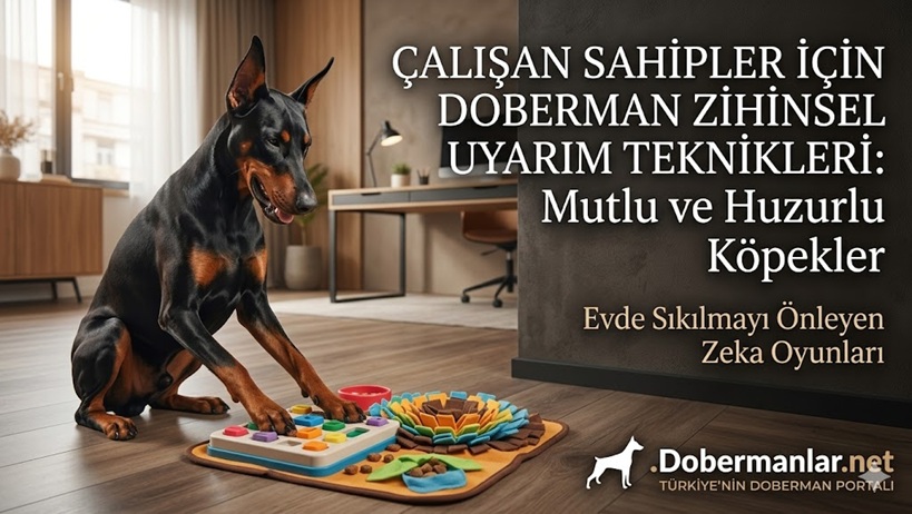 Çalışan Doberman Sahipleri İçin Zihinsel Uyarım Teknikleri: Mutlu Bir Köpeğin Sırrı