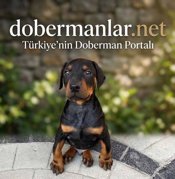 Doberman Yavrularında Knuckling (Bilek Dönmesi) Nedir? Neden Olur ve Nasıl Tedavi Edilir?