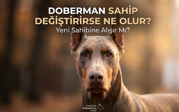 Doberman Sahibini Değiştirirse Ne Olur? Yeni Sahibine Alışır Mı?