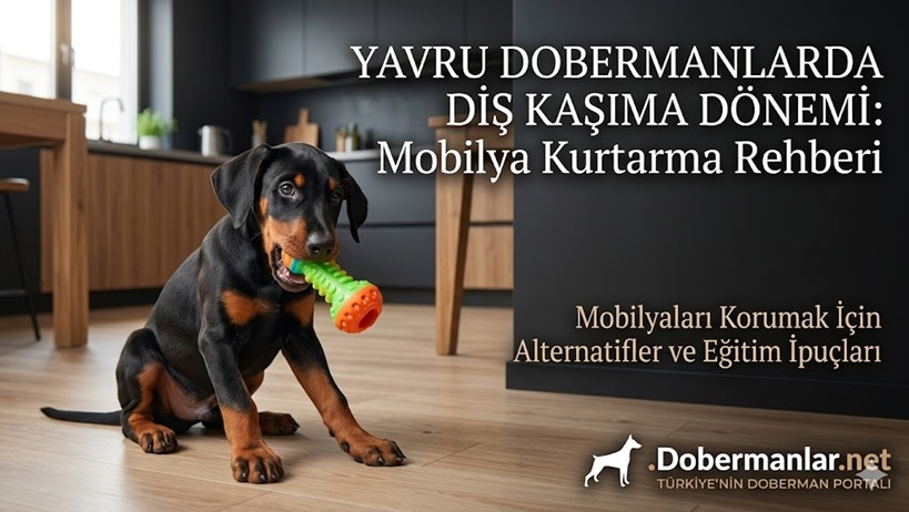 Yavru Dobermanlarda Diş Kaşıma Dönemi: Mobilya Kurtarma Rehberi